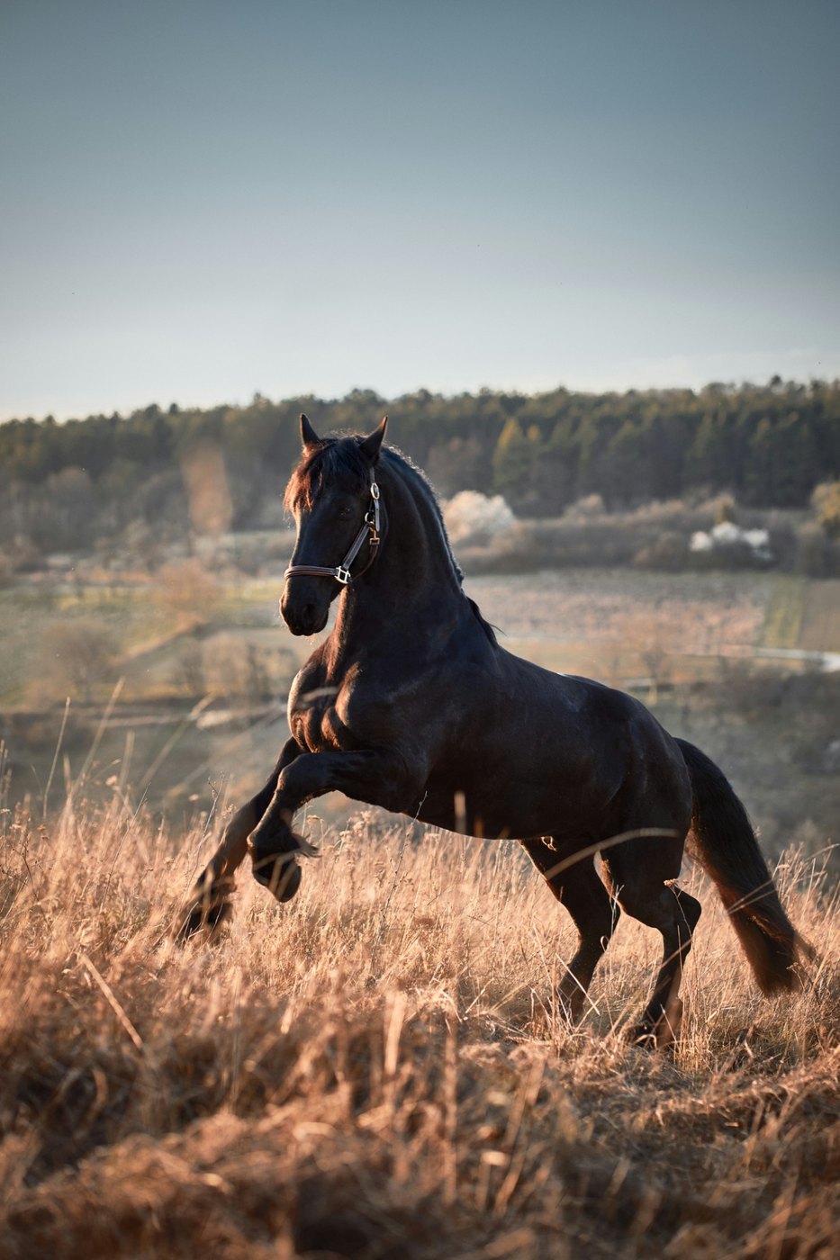 Black horse rearing in a field