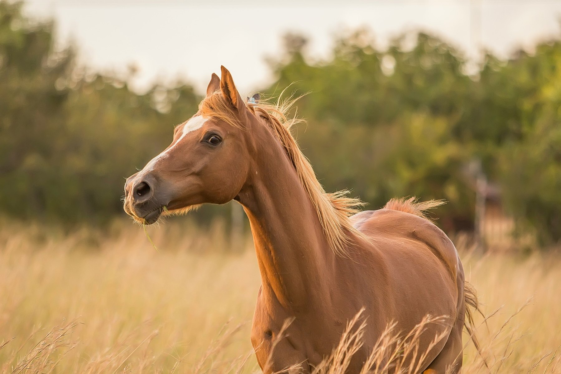 Foal in golden grass