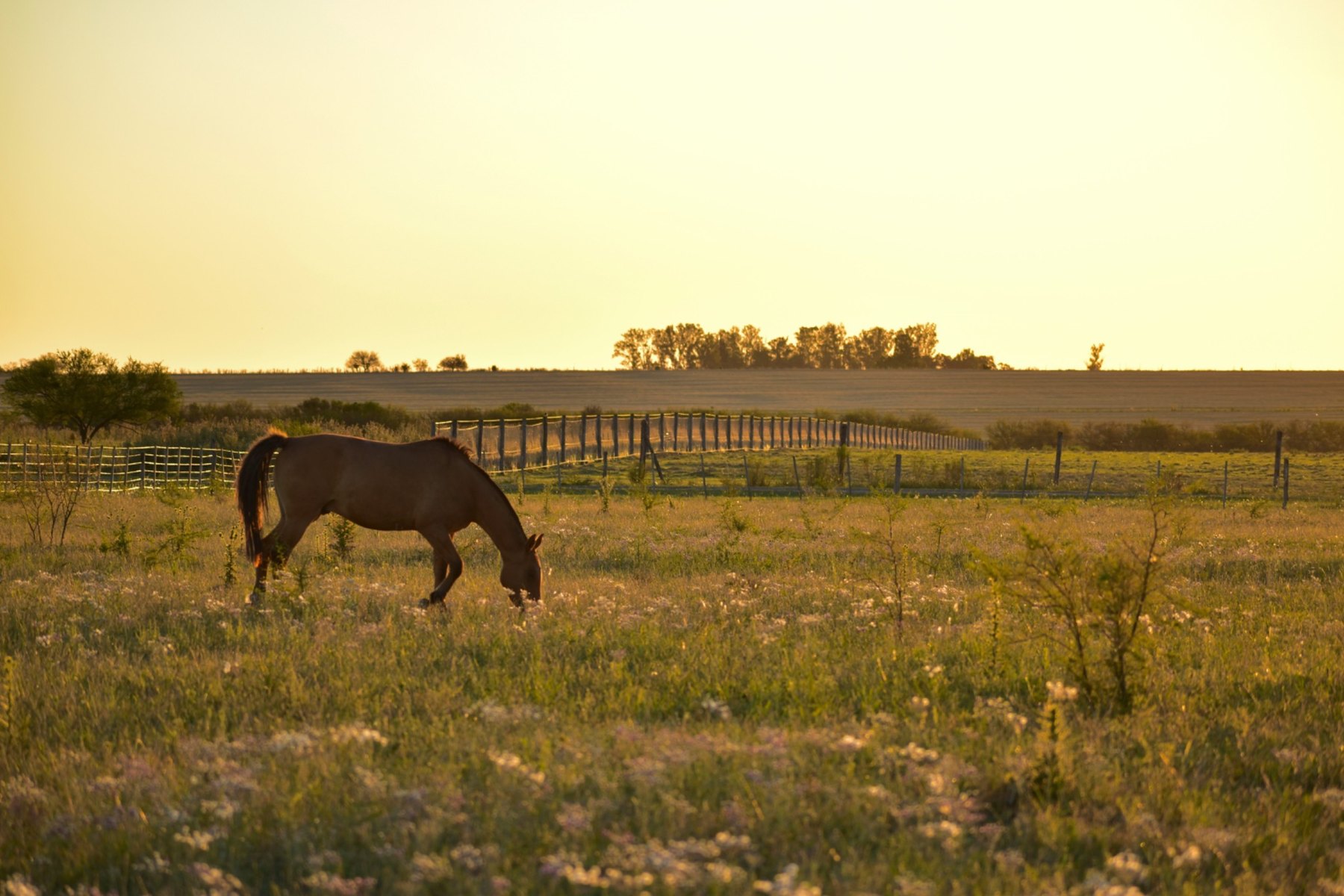 Horse in golden meadow