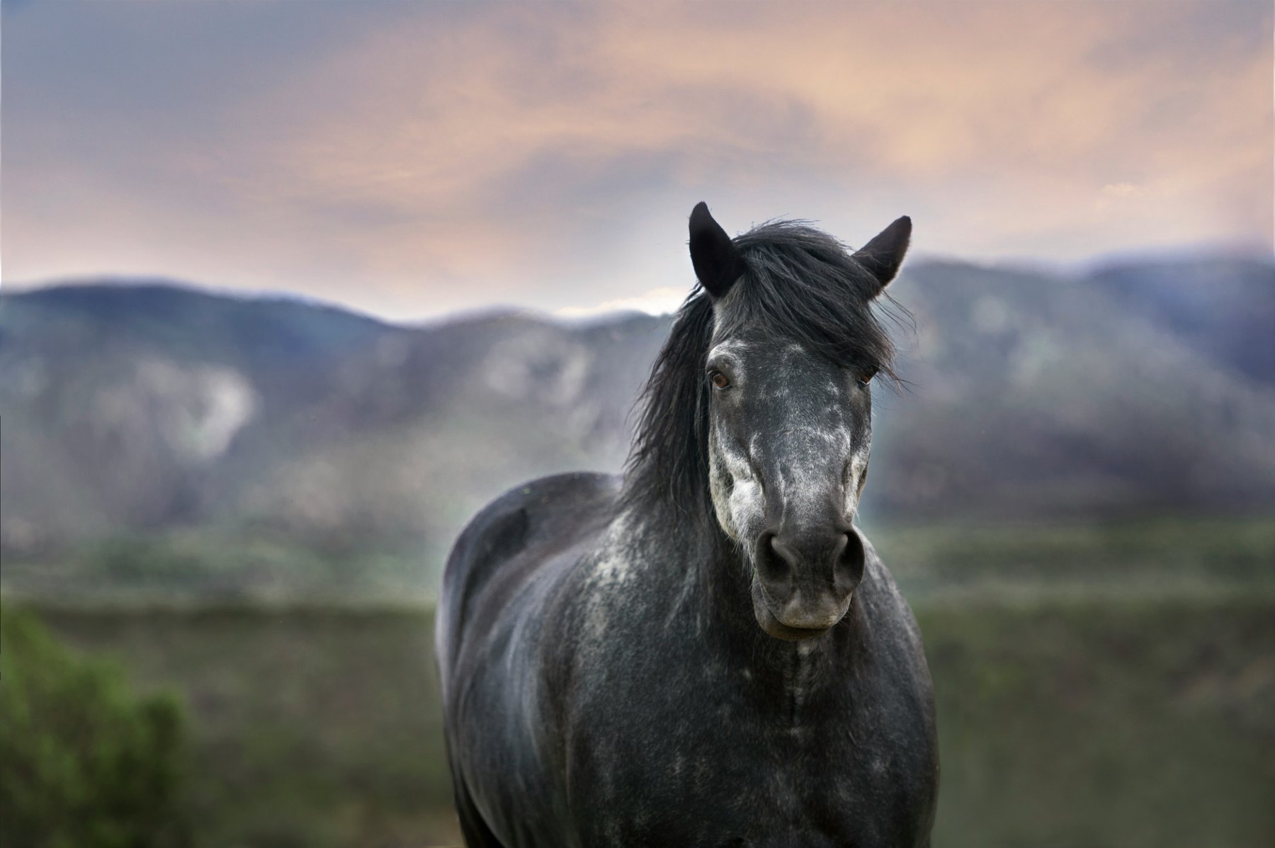 Grey horse portrait