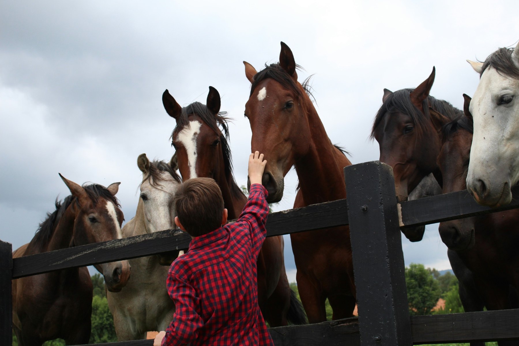 Horses gathered at a fence
