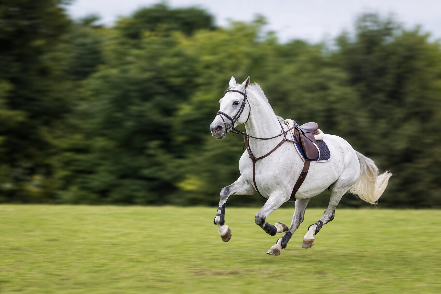 Show jumping horse in motion