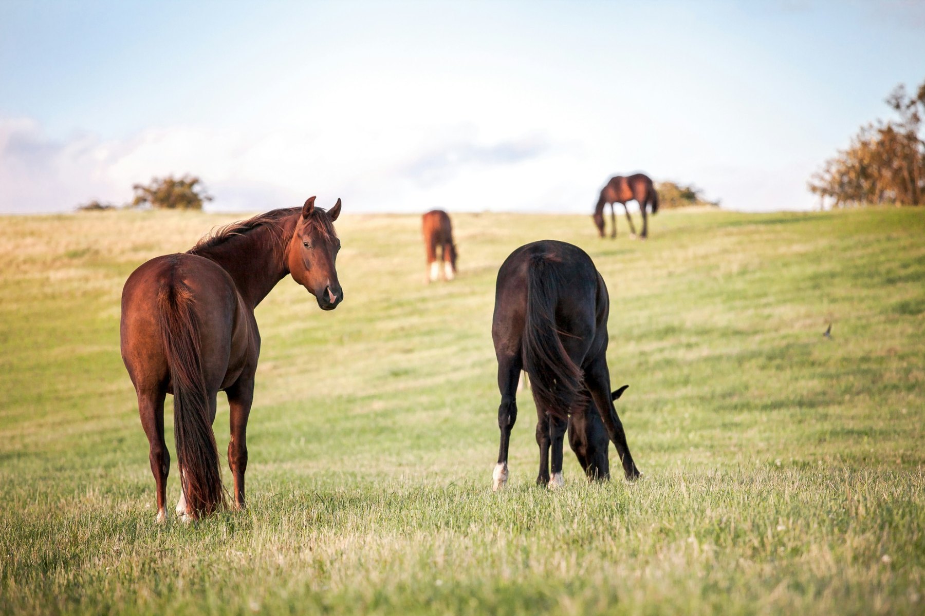 Horses in rolling pasture