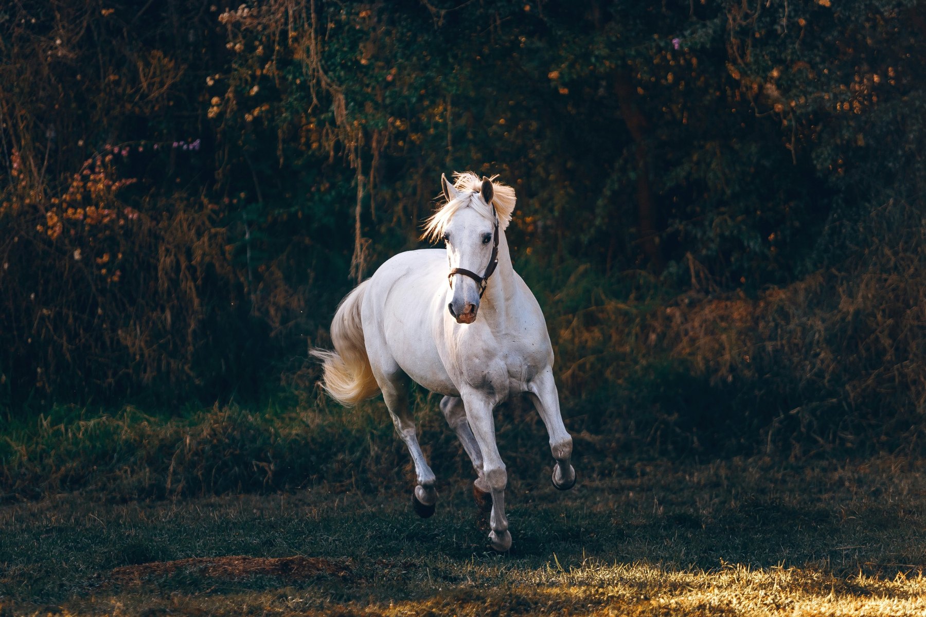 White horse running through a wooded pasture